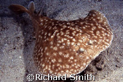 Red Sea Torpedo ray heading straight for me!  Luckily he ... by Richard Smith 